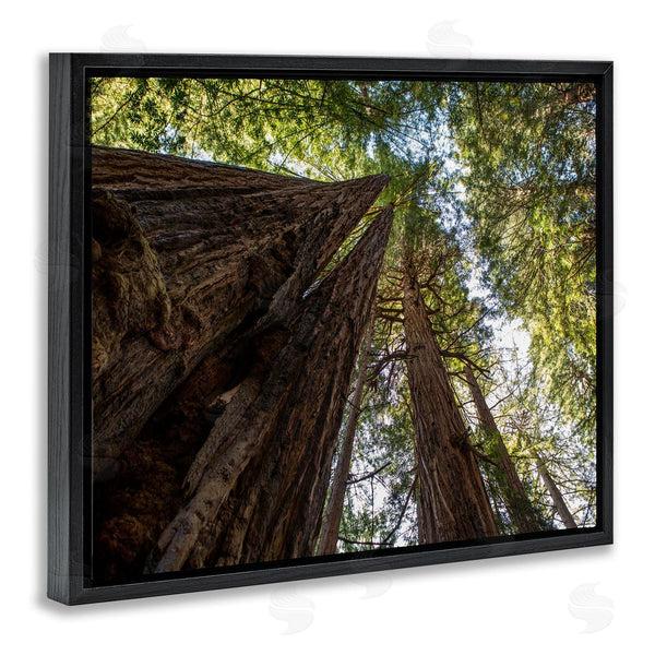 Stupell Industries Aaron Matheson | Tall Trees Looking Upwards Nature Forest Photography Wall Art