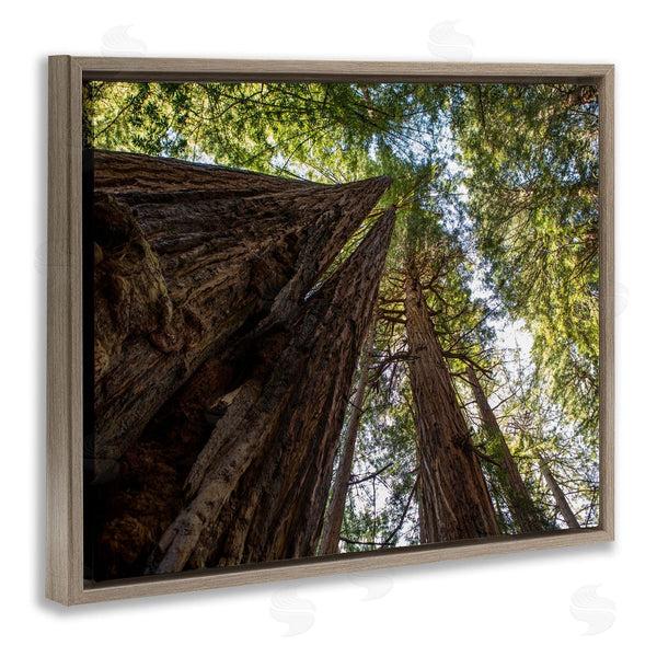 Stupell Industries Aaron Matheson | Tall Trees Looking Upwards Nature Forest Photography Wall Art