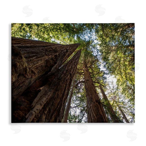 stupell industries Aaron Matheson | Tall Trees Looking Upwards Nature Forest Photography Wall Art