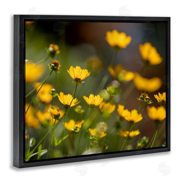 Stupell Industries Aaron Matheson | Yellow Daisy Wildflower Field Wall Art