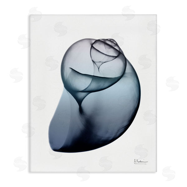 Stupell Industries Albert Koetsier | Contemporary Snail Shell