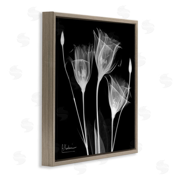 Stupell Industries Albert Koetsier | Contemporary Tulip X-Ray Wall Art