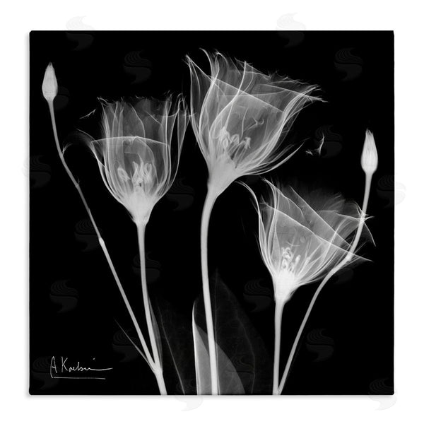 stupell industries Albert Koetsier | Contemporary Tulip X-Ray Wall Art