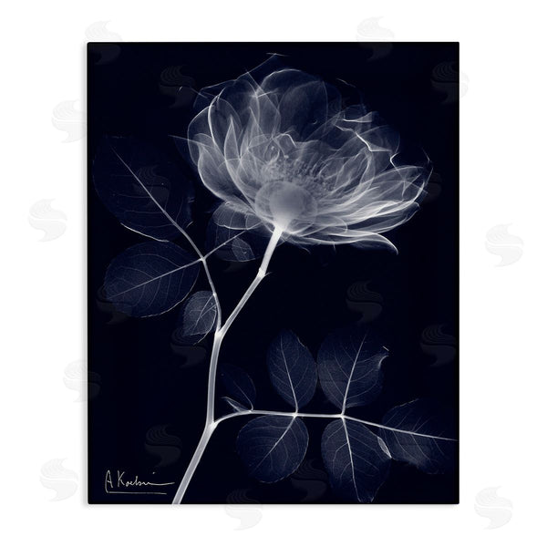 stupell industries Albert Koetsier | Dynamic Dark Flower Wall Art