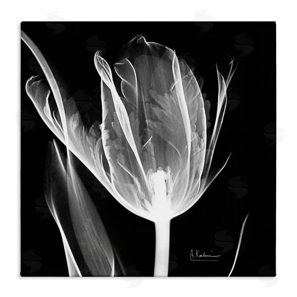 stupell industries Albert Koetsier | Flower X-Ray on Black Wall Art