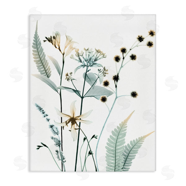stupell industries Albert Koetsier | Forest Garden Botanicals Translucent Plant Photography Wall Art