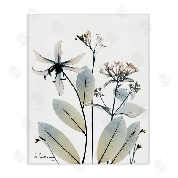 stupell industries Albert Koetsier | Minimal Plant Blossoms Wall Art