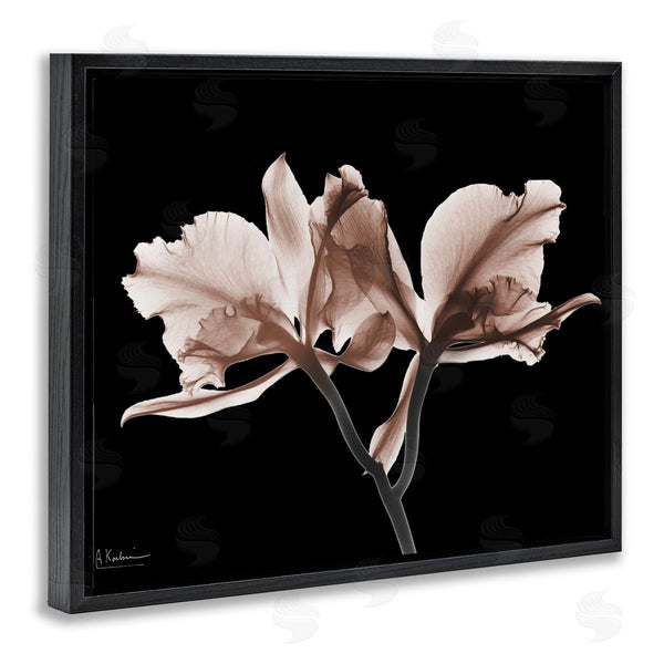 Stupell Industries Albert Koetsier | Mocha Orchids On Black