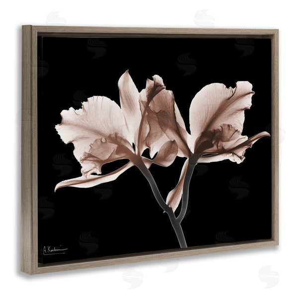 Stupell Industries Albert Koetsier | Mocha Orchids On Black