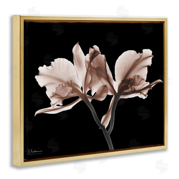 Stupell Industries Albert Koetsier | Mocha Orchids On Black