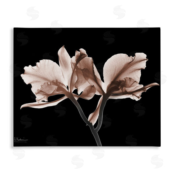 stupell industries Albert Koetsier | Mocha Orchids on Black