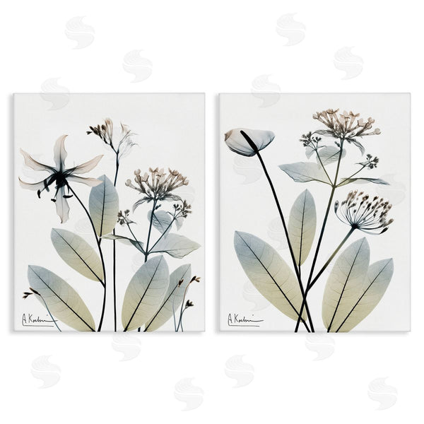 stupell industries Albert Koetsier | Modern Budding Blooms Wall Art