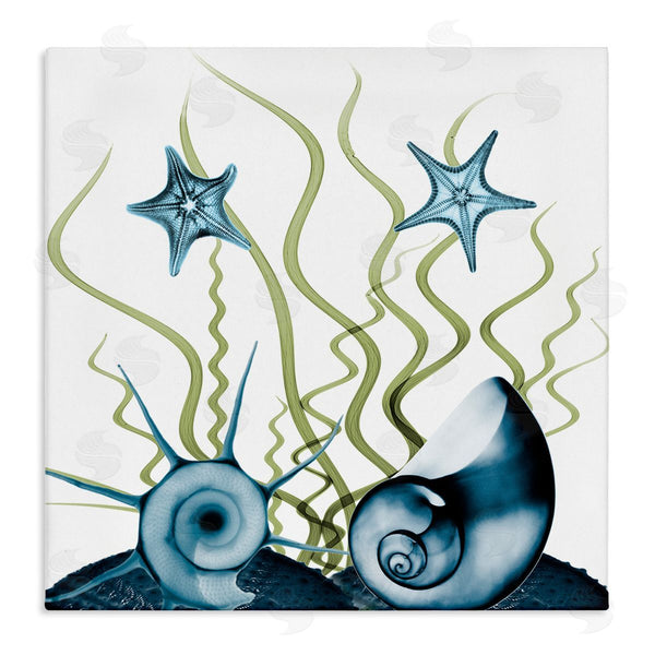 stupell industries Albert Koetsier | Navy Blue Sea Floor Arrangement Translucent Shell Collage Wall Art