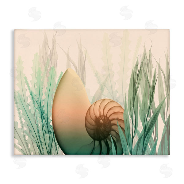 stupell industries Albert Koetsier | Ocean Seashell Seaweed Collage