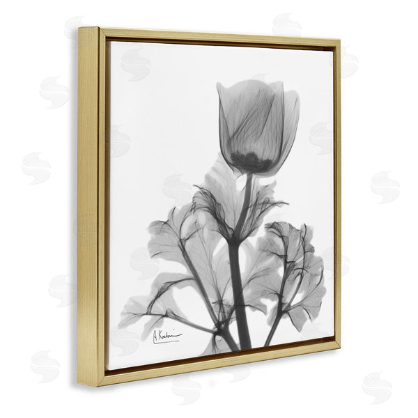 Stupell Industries Albert Koetsier | Opaque Anemone Floral Minimal Silhouette