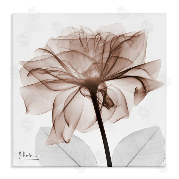 stupell industries Albert Koetsier | Opaque Rose Blossom