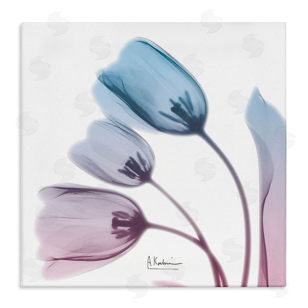 stupell industries Albert Koetsier | Opaque Tulip Blue Pink Photograph