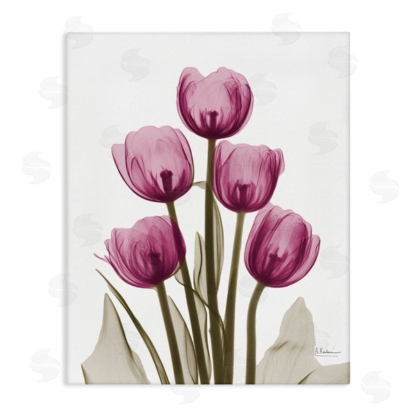 stupell industries Albert Koetsier | Pink X-Ray Tulips