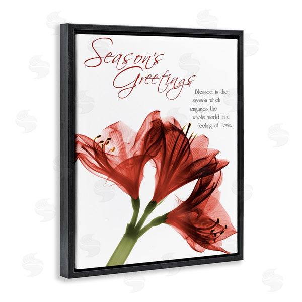 Stupell Industries Albert Koetsier | Season's Greetings Holiday Amaryllis