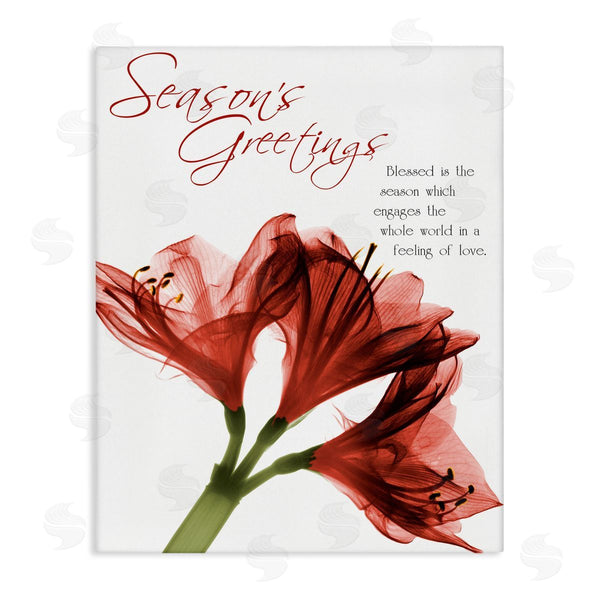 stupell industries Albert Koetsier | Season's Greetings Holiday Amaryllis