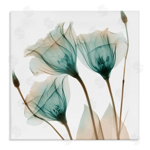 stupell industries Albert Koetsier | Spring Tulip Florals Translucent Plant Photography Wall Art