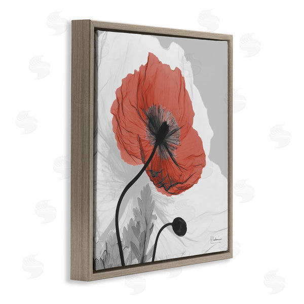 Stupell Industries Albert Koetsier | Translucent Red Poppy Floral Modern Flower Photography Wall Art
