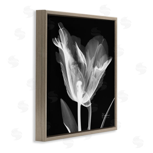 Stupell Industries Albert Koetsier | Tulip Flower X-Ray Wall Art
