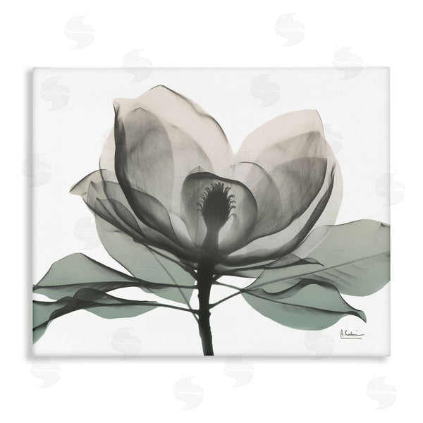 stupell industries Albert Koetsier | White Magnolia Flower Green Silhouette