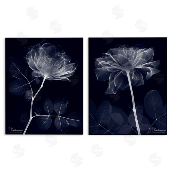 stupell industries Albert Koetsier | X-Ray Blossom on Black Wall Art