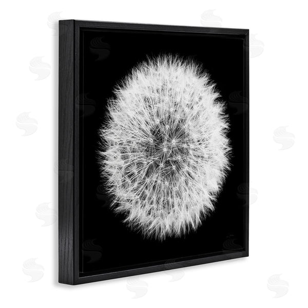 Stupell Industries Aledanda | Dandelion Black & White Photograph