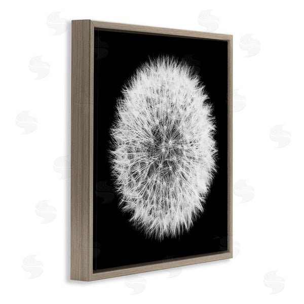 Stupell Industries Aledanda | Dandelion Black & White Photograph