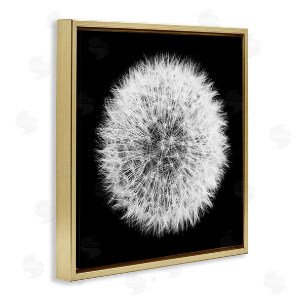 Stupell Industries Aledanda | Dandelion Black & White Photograph
