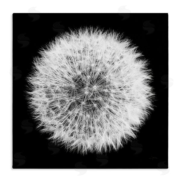 stupell industries Aledanda | Dandelion Black & White Photograph