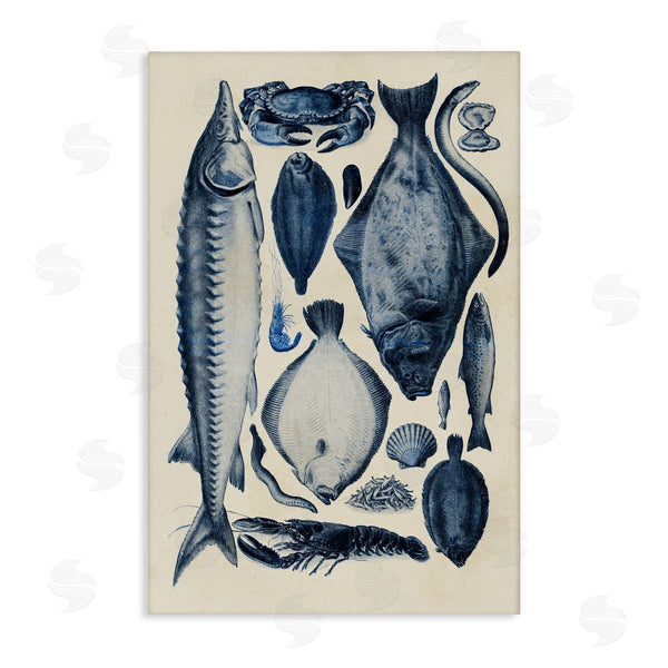 stupell industries Alicia Longley | Scientific Marine Life Chart