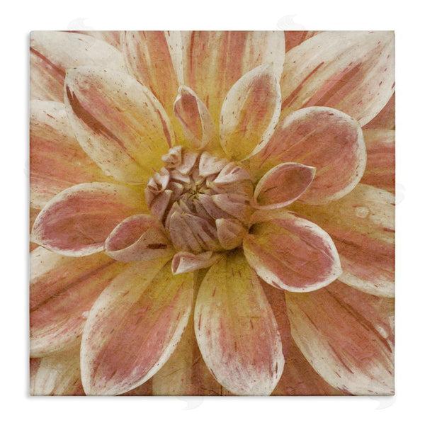 stupell industries Alonzo Saunders | Blooming Petals Close Up Wall Art