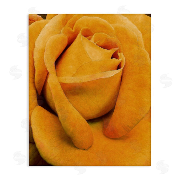 stupell industries Alonzo Saunders | Yellow Rose Close Up