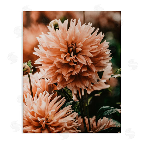 stupell industries Amy Brinkman | Wild Pink Dahlias Spring Flowers Closeup Photography Wall Art