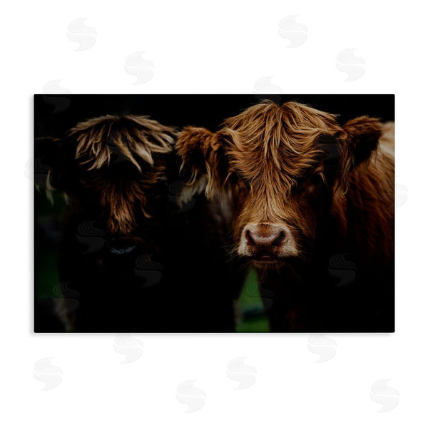 stupell industries Amy Carroll | Cow Faces Highland Pair Wall Art