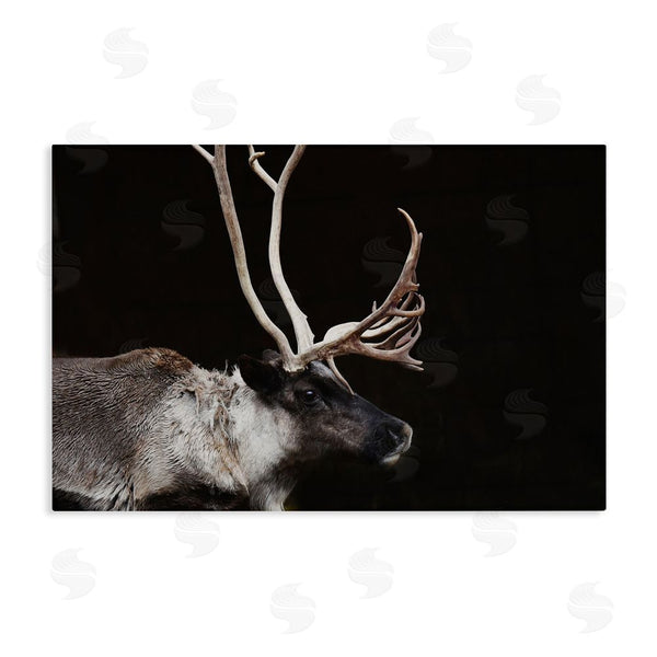 stupell industries Amy Carroll | Dark Reindeer at Night Wall Art
