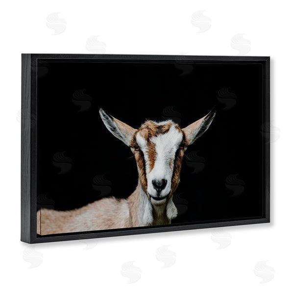 Stupell Industries Amy Carroll | Goat Face Over Black Wall Art