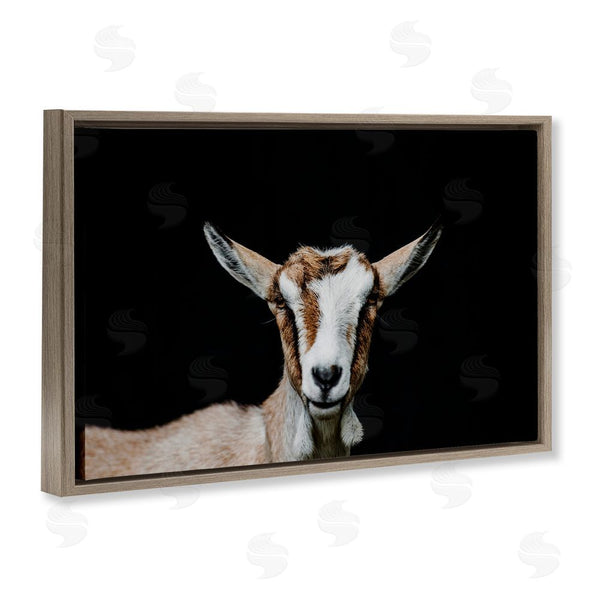 Stupell Industries Amy Carroll | Goat Face Over Black Wall Art