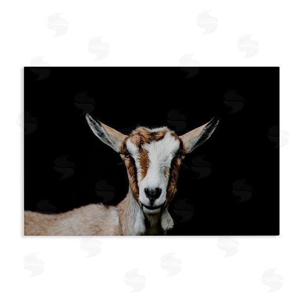 stupell industries Amy Carroll | Goat Face over Black Wall Art
