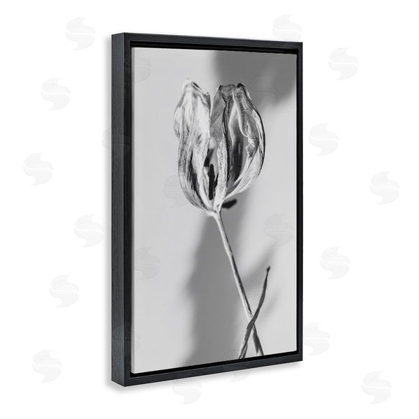 Stupell Industries Amy Carroll | Pale Requiem Tulip Wall Art