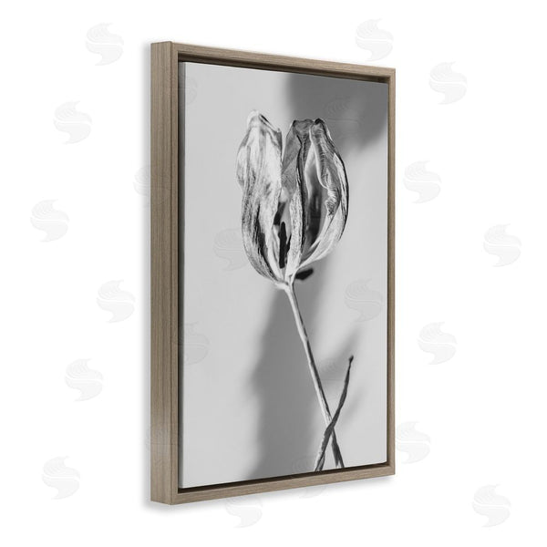 Stupell Industries Amy Carroll | Pale Requiem Tulip Wall Art