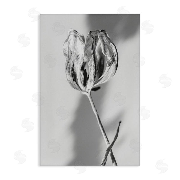 stupell industries Amy Carroll | Pale Requiem Tulip Wall Art