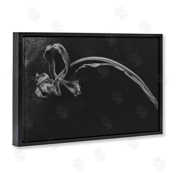 Stupell Industries Amy Carroll | Soft Collapse Flower Wall Art