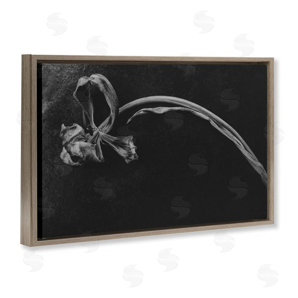 Stupell Industries Amy Carroll | Soft Collapse Flower Wall Art