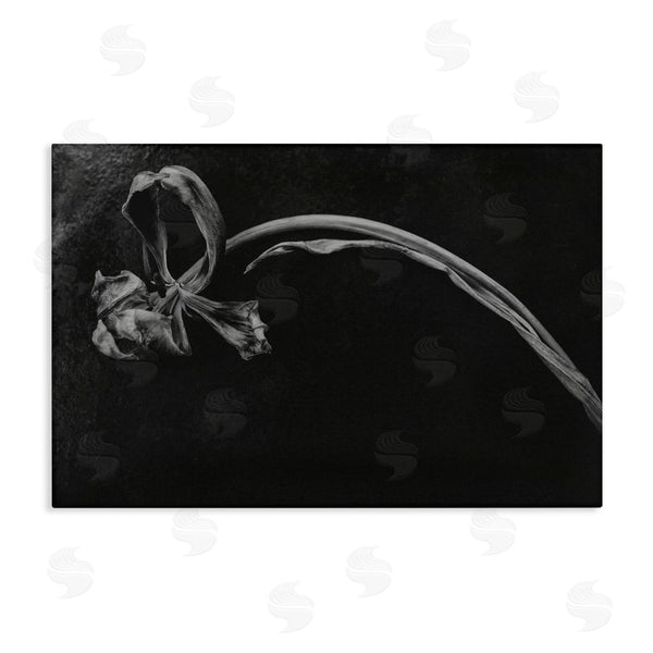 stupell industries Amy Carroll | Soft Collapse Flower Wall Art