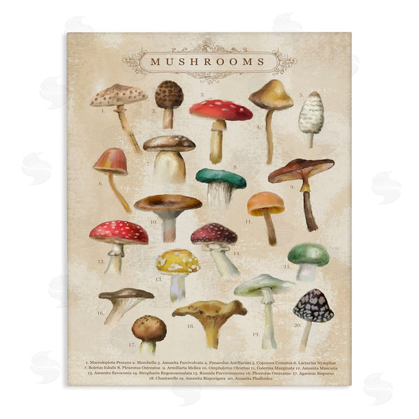 stupell industries Amylee Weeks | Vintage Mushrooms Nature Studies Wall Art