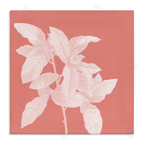 stupell industries Andrea Haase | Pink & White Botanical